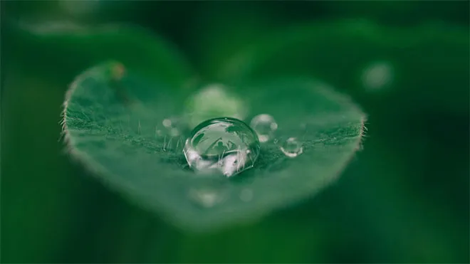 Sustainability as a theme in higher education