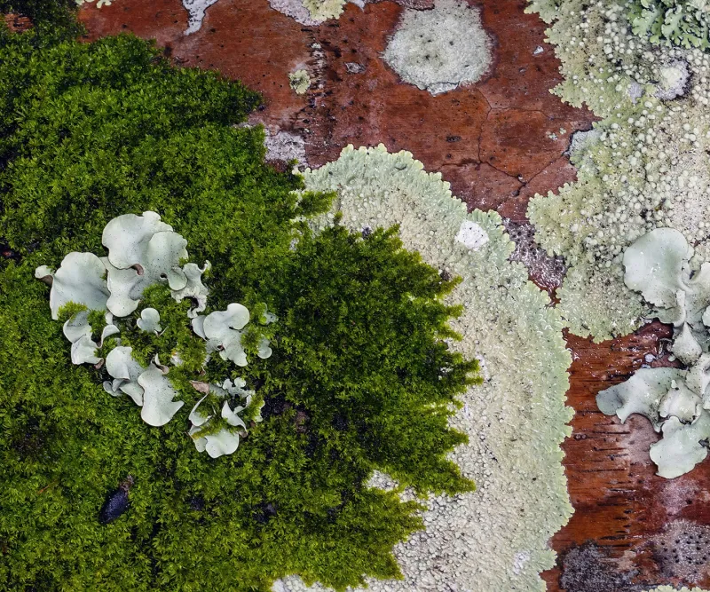 Lichens on a tree