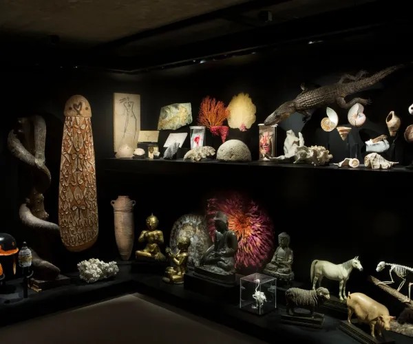 Museum collection