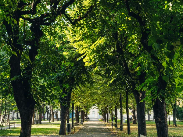 Trees 