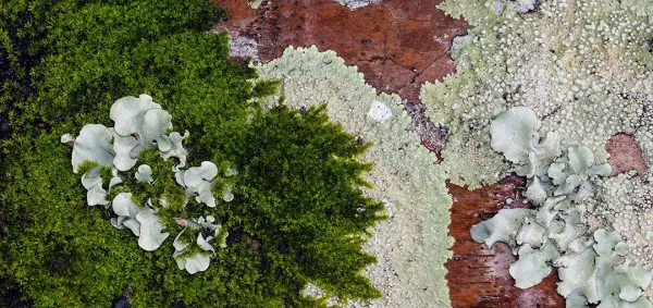 Lichens on a tree